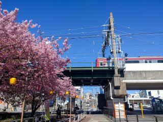 駅高架下の桜並木もまだまだ満開、見頃です