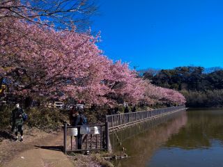 小松ヶ池公園の桜並木 2月27日 満開です