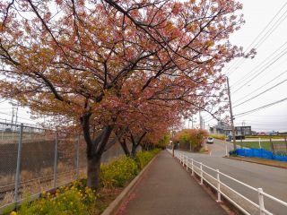 京急線桜並木の様子 3月5日