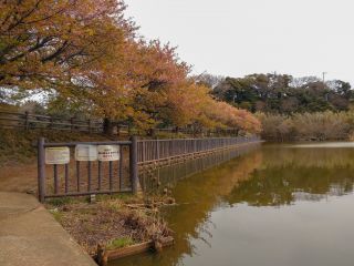 小松ヶ池公園、波が穏やかで湖面に桜が反射