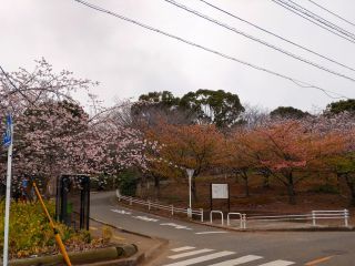 河津桜の丘、奥の方で寒桜が満開に