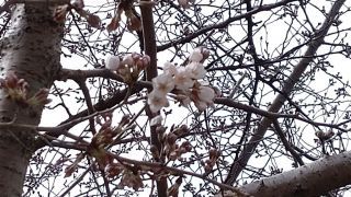 ソメイヨシノの基準木、開花！