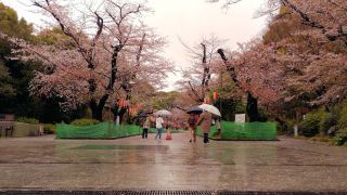 雨で桜が散り始めてきました