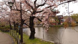 4月4日の不忍池の桜①