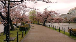 4月4日の不忍池の桜②
