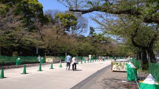 桜通りは新緑が広がり始めました
