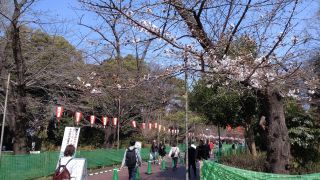 さくら通りの桜、開花！①