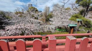 清水観音堂から見た上野公園の桜