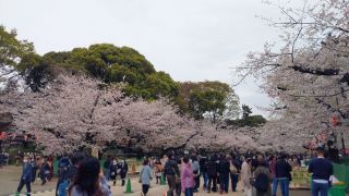 3月27日 さくら通りの桜は満開①