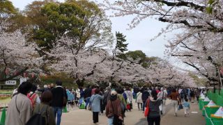 3月27日 さくら通りの桜は満開②