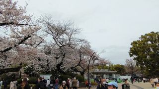 上野動物園と桜