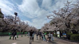 3月30日 さくら通りの桜は満開①