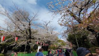 3月30日 さくら通りの桜は満開③