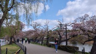 4月3日不忍池の桜①