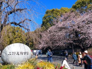 公園入口の寒桜、すでにほぼ満開に