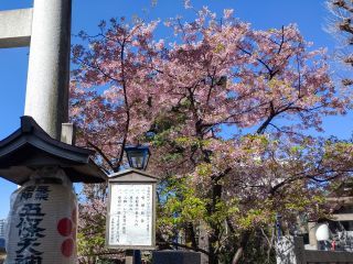 五條天神社の河津桜、満開です