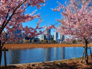 不忍池でも河津桜を楽しむことができます