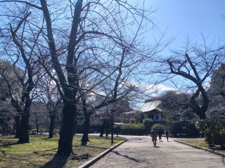 清水観音堂前の桜スポット