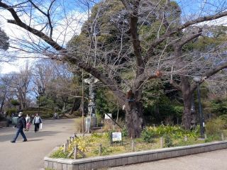 上野公園のソメイヨシノ基準木