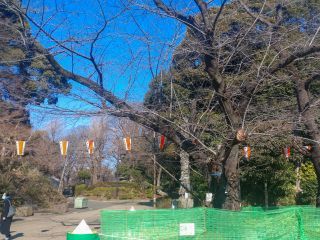 上野公園のソメイヨシノ基準木 3月15日
