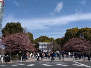 公園入口の寒桜 3月19日