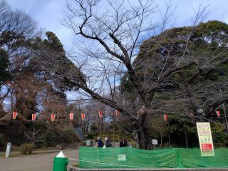 上野公園のソメイヨシノ基準木 3月19日