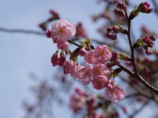 濃いピンクの花が特徴の陽光（ヨウコウ）