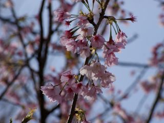 淡紅色の大寒桜（オオカンザクラ）