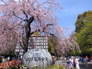 公園入口ではしだれ桜が満開