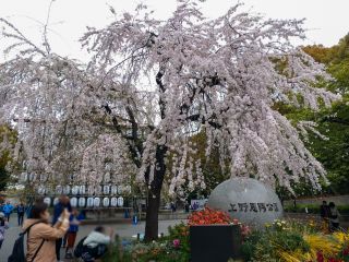 公園入口のしだれ桜も満開です