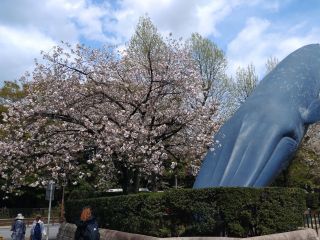 東京国立博物館前、一葉がほぼ満開に