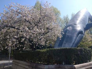 シロナガスクジラのオブジェと八重桜「一葉」