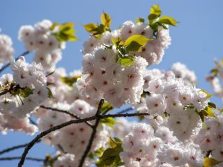 真白いもこもこの桜をぜひご覧ください