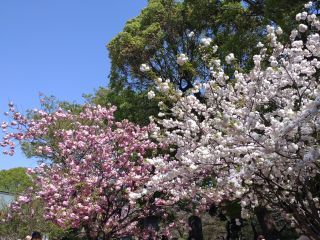 清水観音堂前の広場でも八重桜が楽しめます