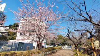 千鳥ヶ淵緑道の寒桜