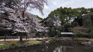 神池庭園の桜、満開です