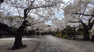 神池庭園への道の桜、満開です