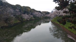 千鳥ヶ淵緑道の桜、満開です①