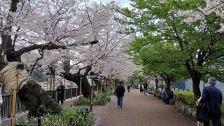 3月30日千鳥ヶ淵緑道の桜、満開②