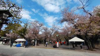4月3日境内の桜①