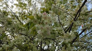第一鳥居前に緑の八重桜「右近桜」があります