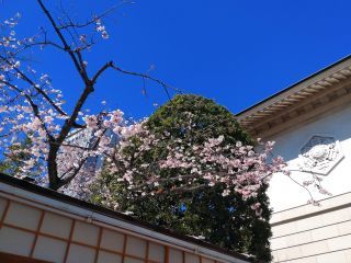靖国会館前の寒桜も見頃です