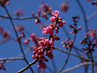 寒緋桜の様子 3月1日