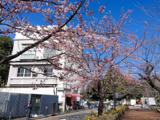 千鳥ヶ淵緑道の見頃の寒桜