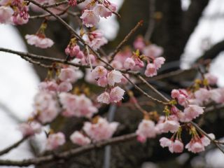 寒桜を楽しんでいたヒヨドリ
