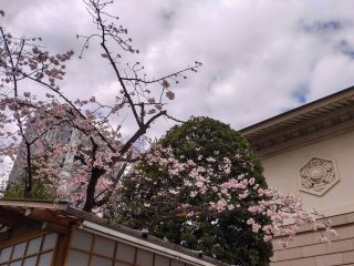 靖国会館前の寒桜も見頃です①