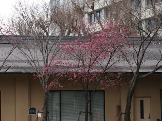 寒緋桜の様子① 3月7日