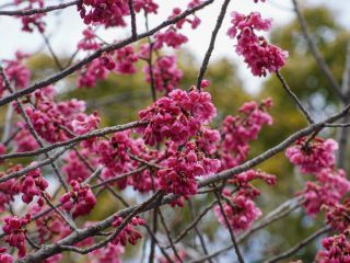 寒緋桜の様子② 3月7日
