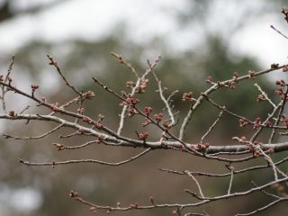 神池公園の桜はつぼみが色づいています