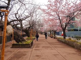 千鳥ヶ淵緑道の見頃の寒桜